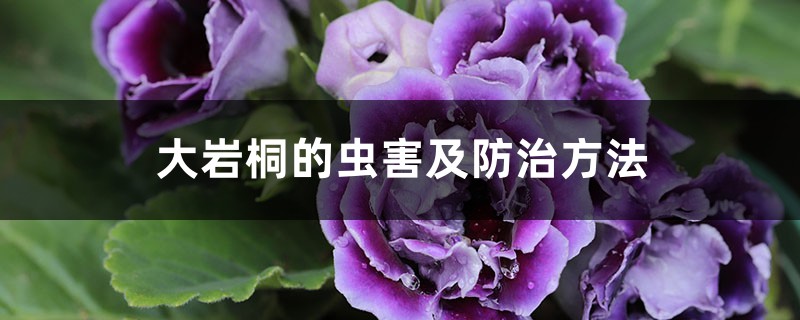 大岩桐的虫害及防治方法 大岩桐的虫害及防治方法