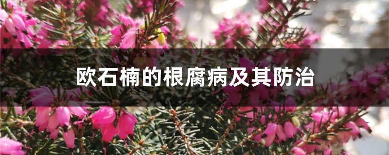 欧石楠的根腐病及其防治 欧石楠的根腐病及其防治