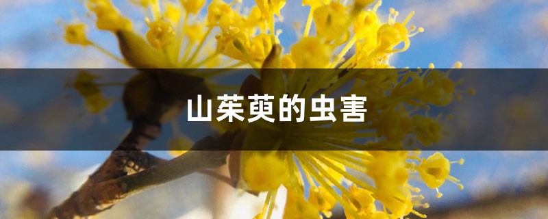 山茱萸的虫害 山茱萸的虫害