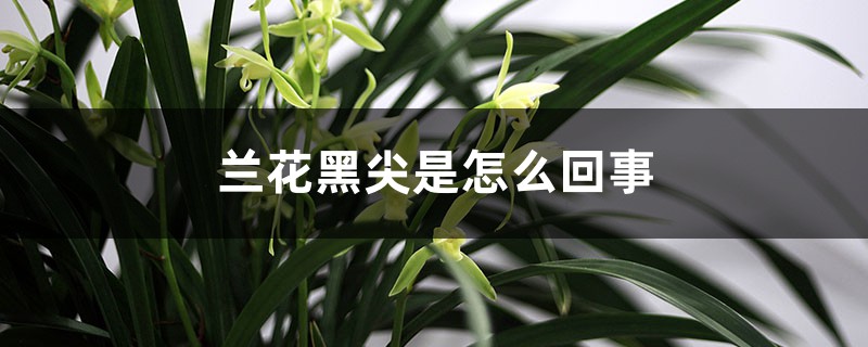 兰花黑尖是怎么回事 兰花黑尖是怎么回事