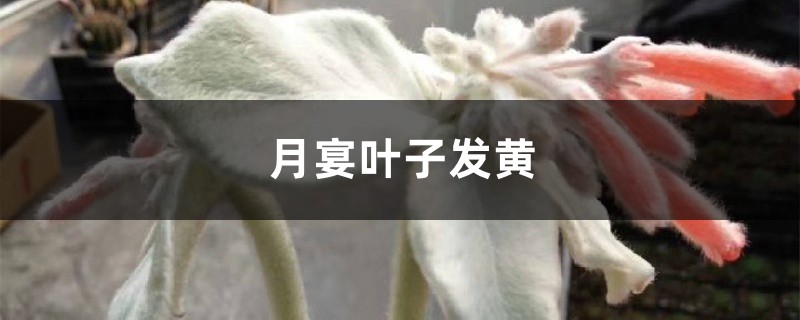月宴黄叶的原因和处理办法 月宴黄叶的原因和处理办法