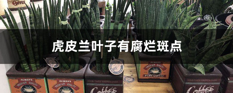 虎皮兰叶子有腐烂斑点是什么原因 虎皮兰叶子有腐烂斑点是什么原因